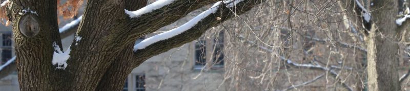 Image depicts a snow covered tree on the USMC campus