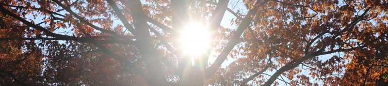 Image depicts the sun shining through a tree