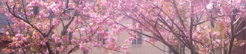 Image depicts trees in bloom in the courtyard beside St. Basil's church