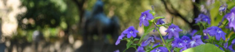 Image depicts flowers blooming on a plant close up