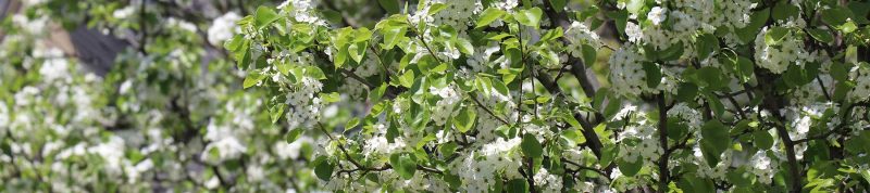 Image depicts flowers in bloom