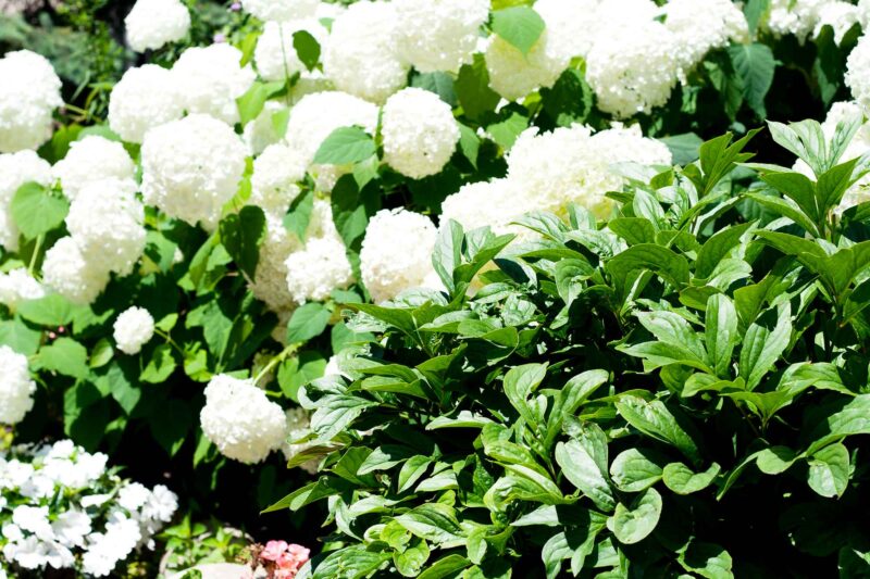 Image depicts flowers blooming in full sunlight on the St. Michael's campus. 