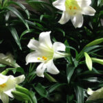 easter lilies feature