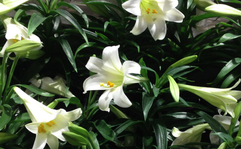 A close image of several blooming lilies. 