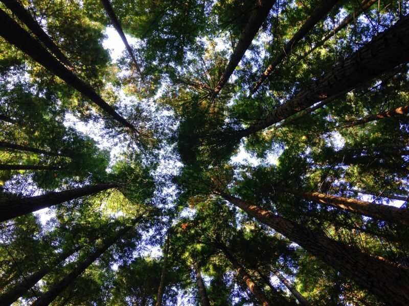 Image depicts a grove of redwood trees from directly below 