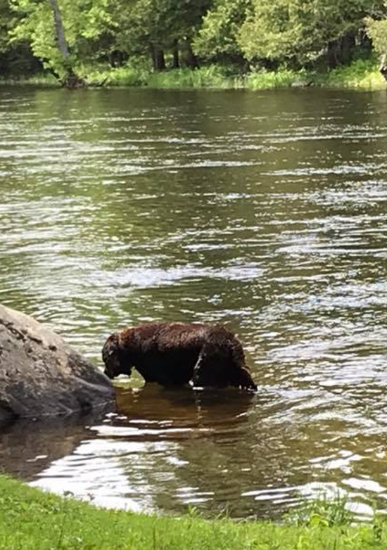 Photograph of Toby in the river