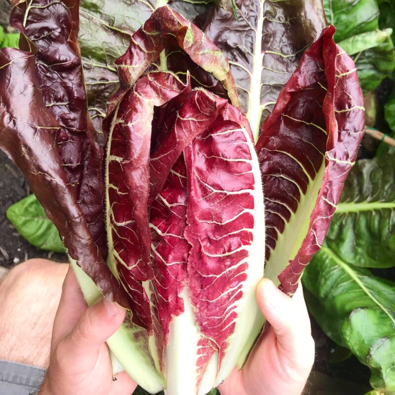 Photograph of Nick holding radicchio he and Julia grew 