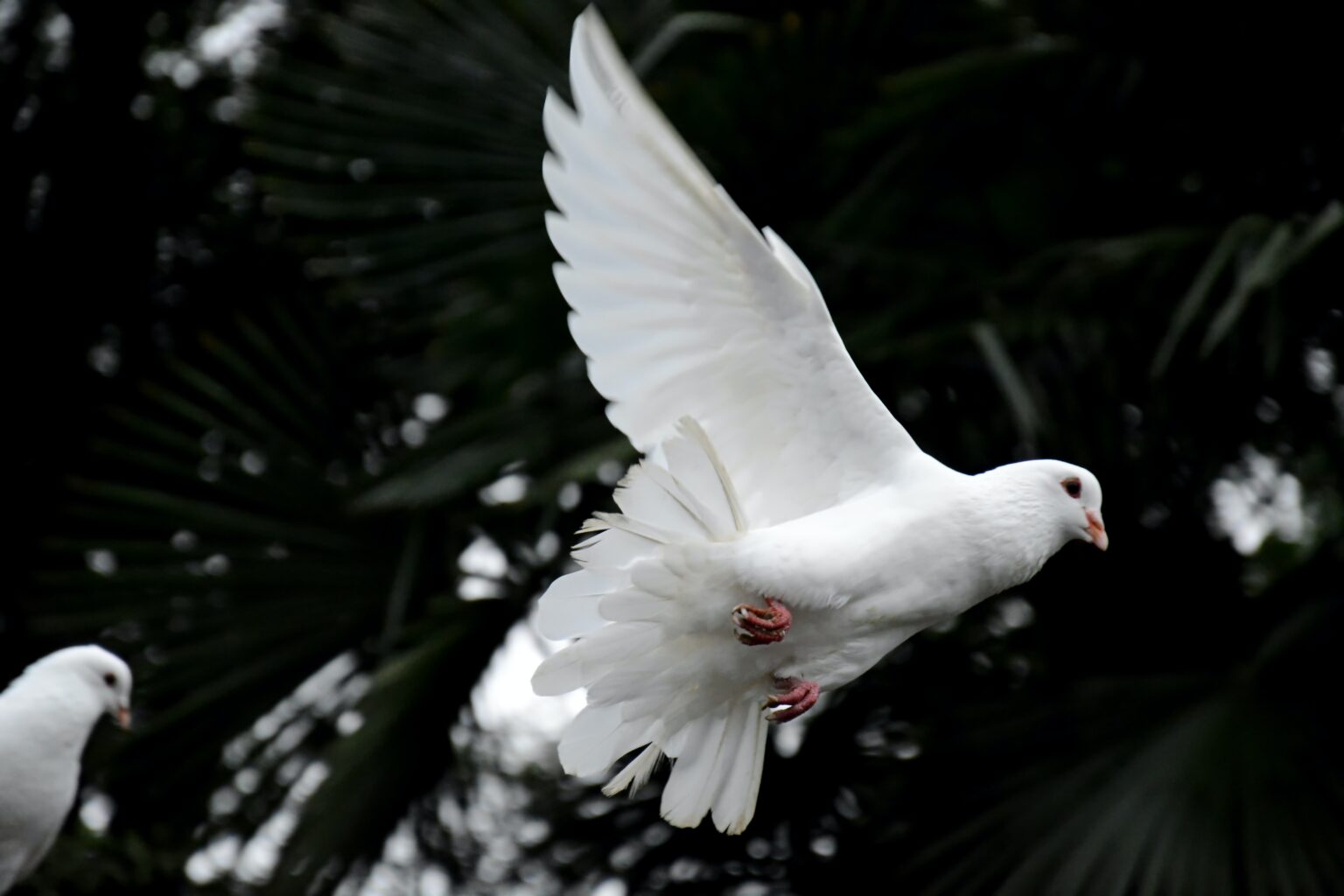 Photograph of a white dove in flight against a dark green background of foliage