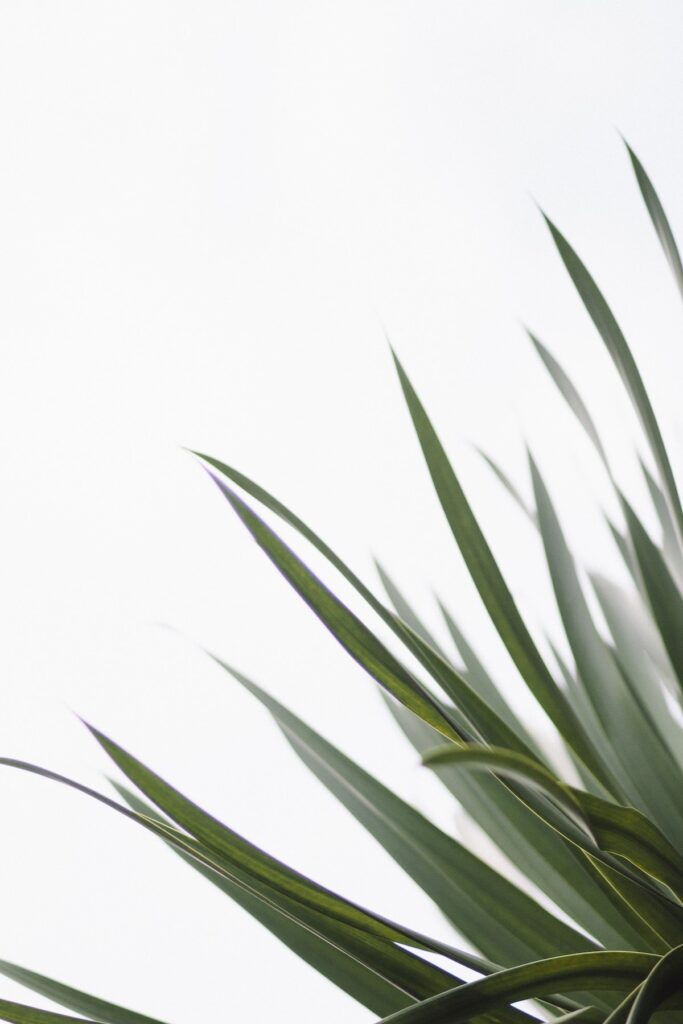 Extreme close focus photograph of a palm leaf against a light grey background. The palm fronds reach upwards from the bottom right corner of the image.