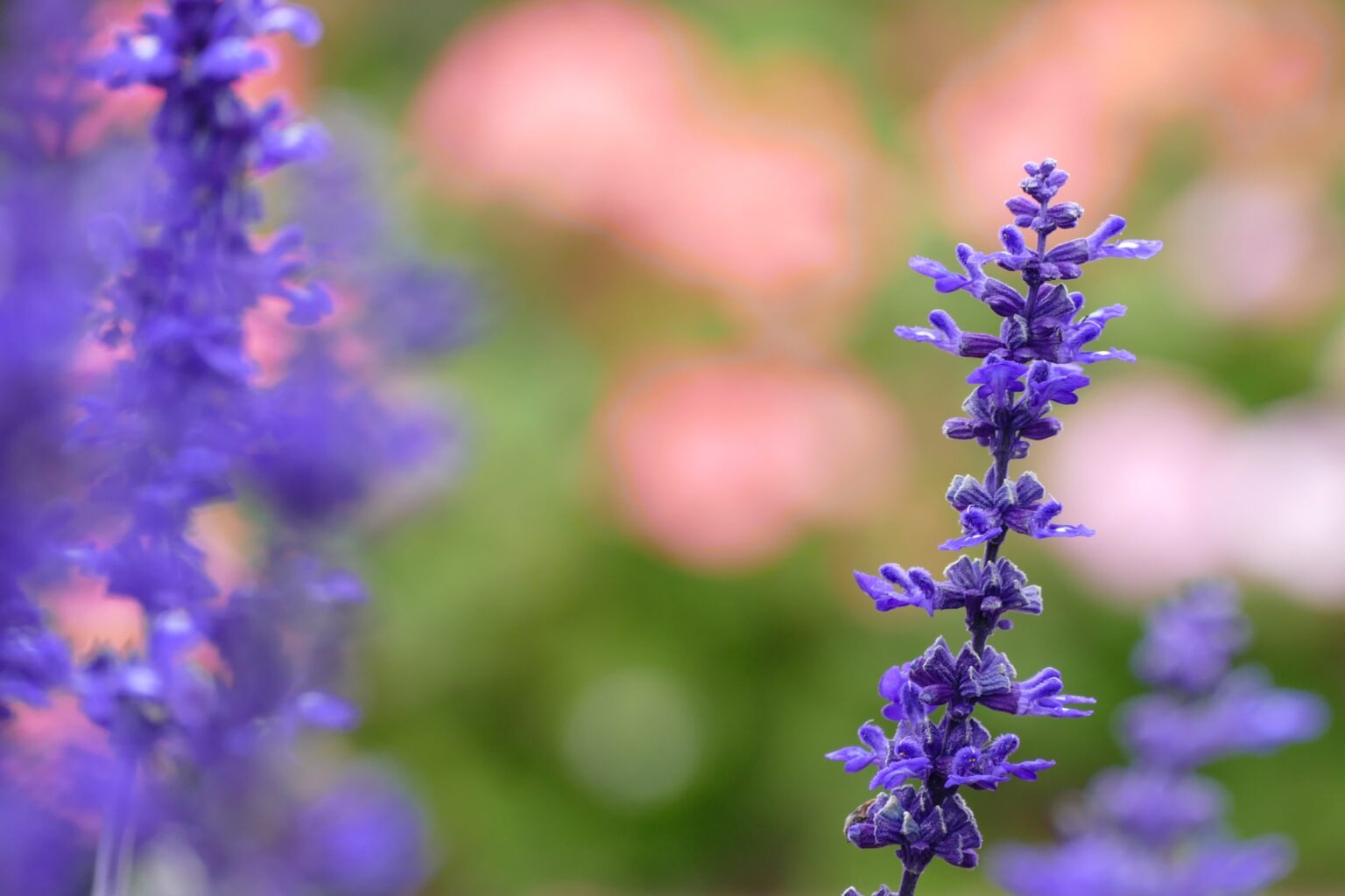 Close focus photograph of a lavender flower against a green and pale pink background.