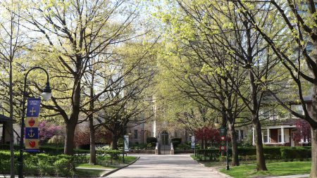 Trees showing springtime buds hang over Elmsley Lane 