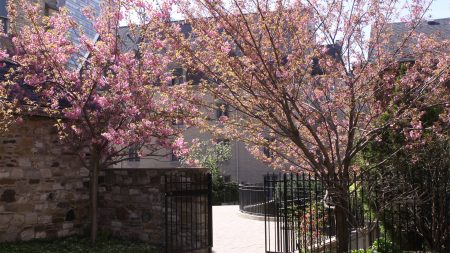 Blossoming cherry trees in Scollard Park 