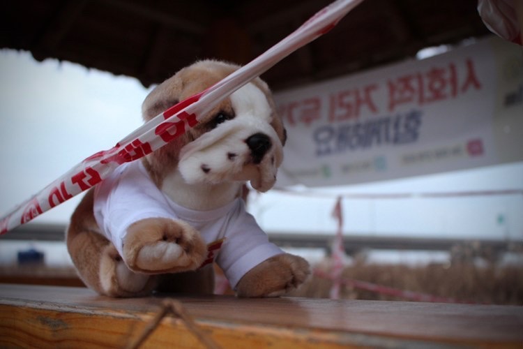 Photograph of the Basil the bulldog plushie in front of a sign with Korean writing.