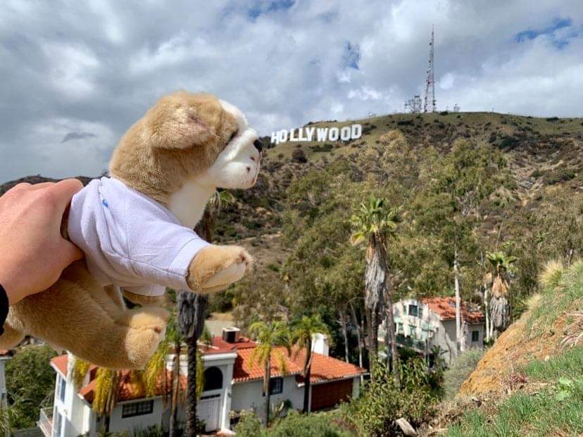 Photograph of a hand holding up the Basil the bulldog plushie to the Hollywood sign in the background.