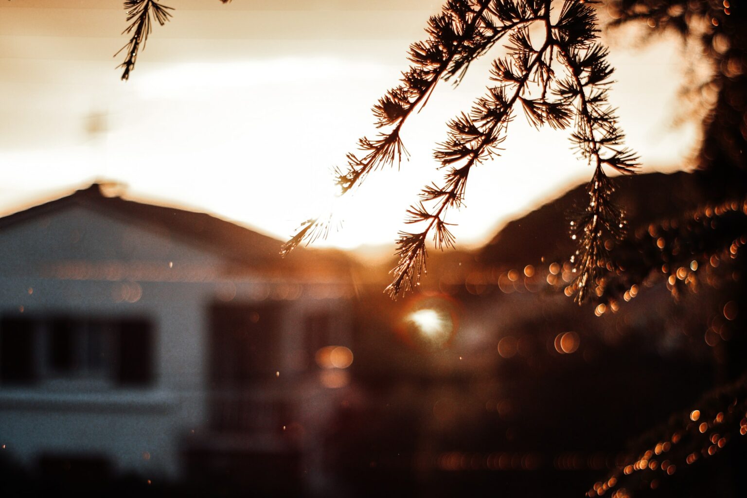 Warm tone photograph with a pine branch in the foreground and sunlight glinting off a house roof in the background. The light is catching off a few small rain droplets.