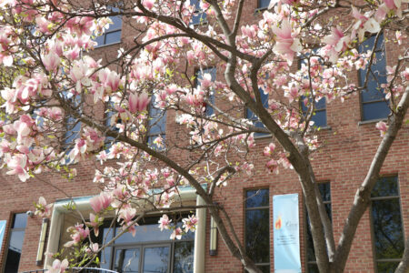 Photograph of pink blossoms on a tree outside Loretto College Residence at the University of St. Michael's College