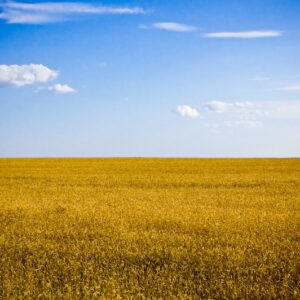 A blue sky over a yellow field of wheat. The image resembles the colours of the Ukrainian flag