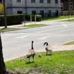 Canada Geese on campus