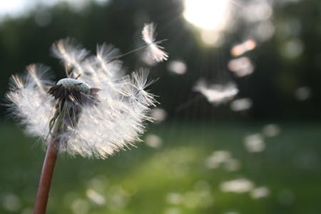 White Dandelion Flower Shallow Focus Photography