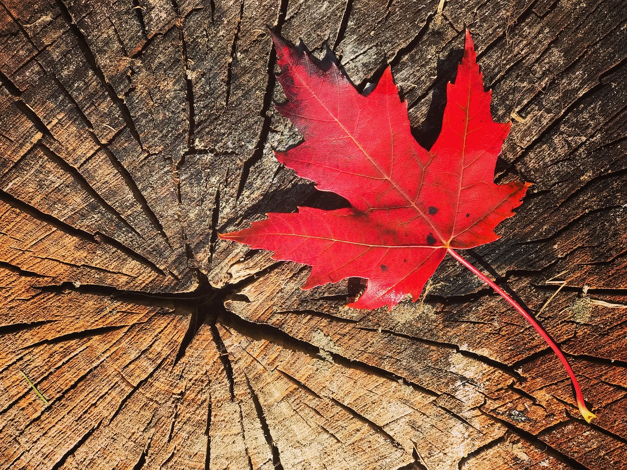 a maple leaf on a tree stump